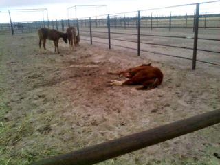 This doomed wild horse, stampeded for miles by BLS helicopter "cowboys," has literally lost its hooves (photo by Laura Leigh)